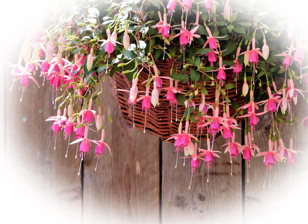 GARDENA Slangenwagen AquaRoll M, met 20m CLASSIC slang 1/2" met clip