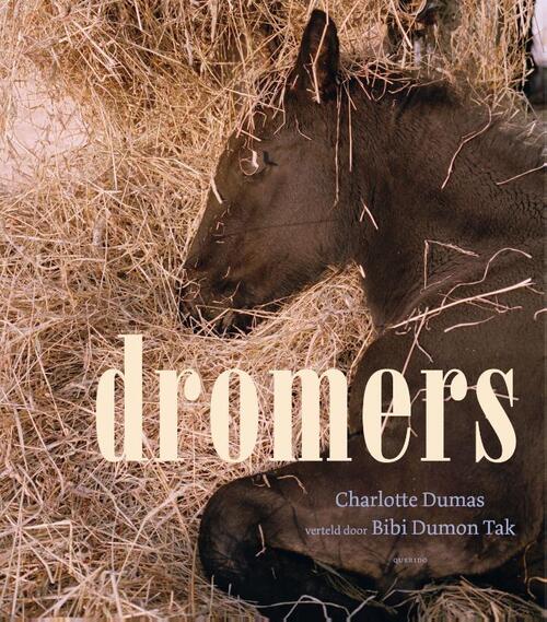 Querido Dromers