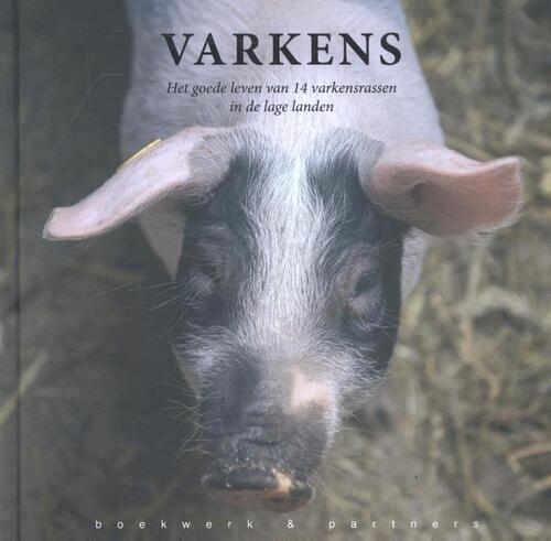 Varkens