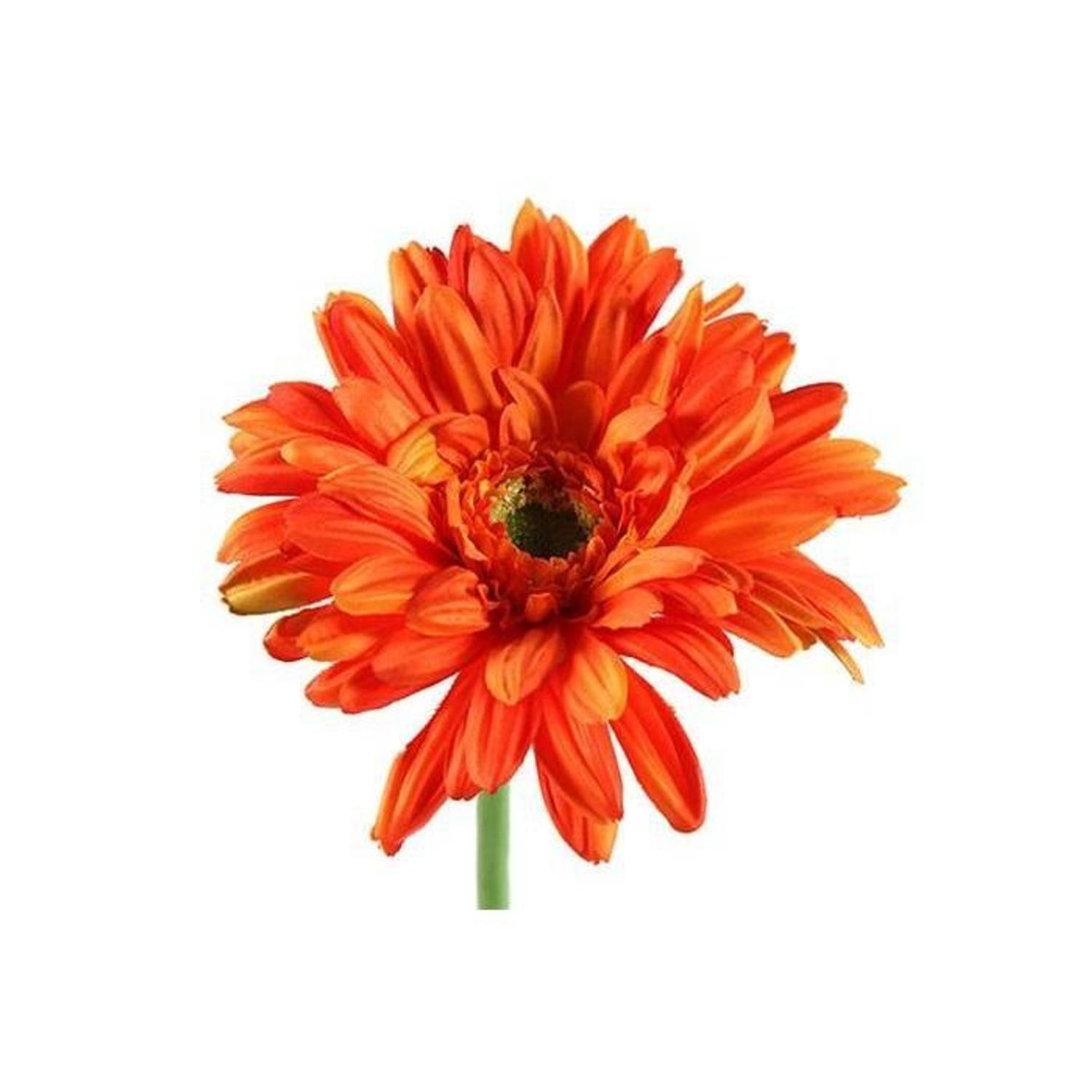 Countryfield Gerbera Leanne - 63 Cm - Oranje