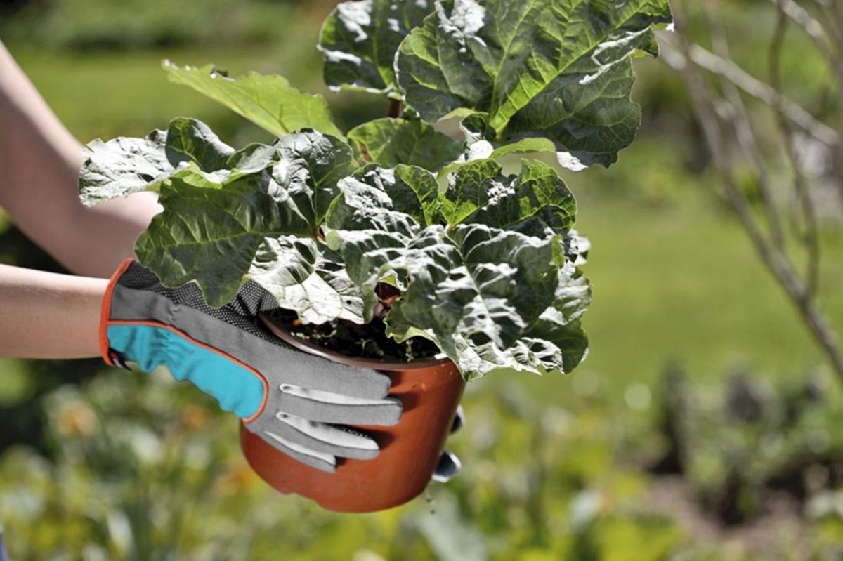 GARDENA Tuinhandschoen 11501-20, Maat 8 / M