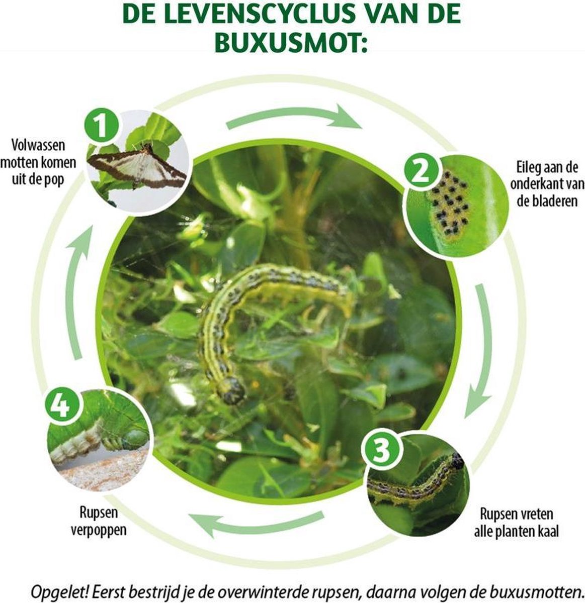 Bsi Feromoonvallen voor buxusmot, 2 stuks