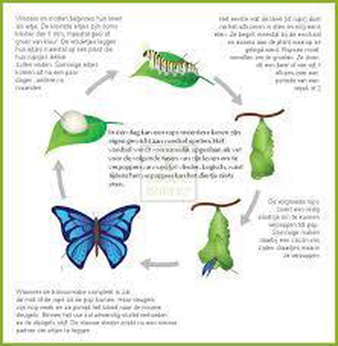 Bsi Feromoonval voor buxusmot