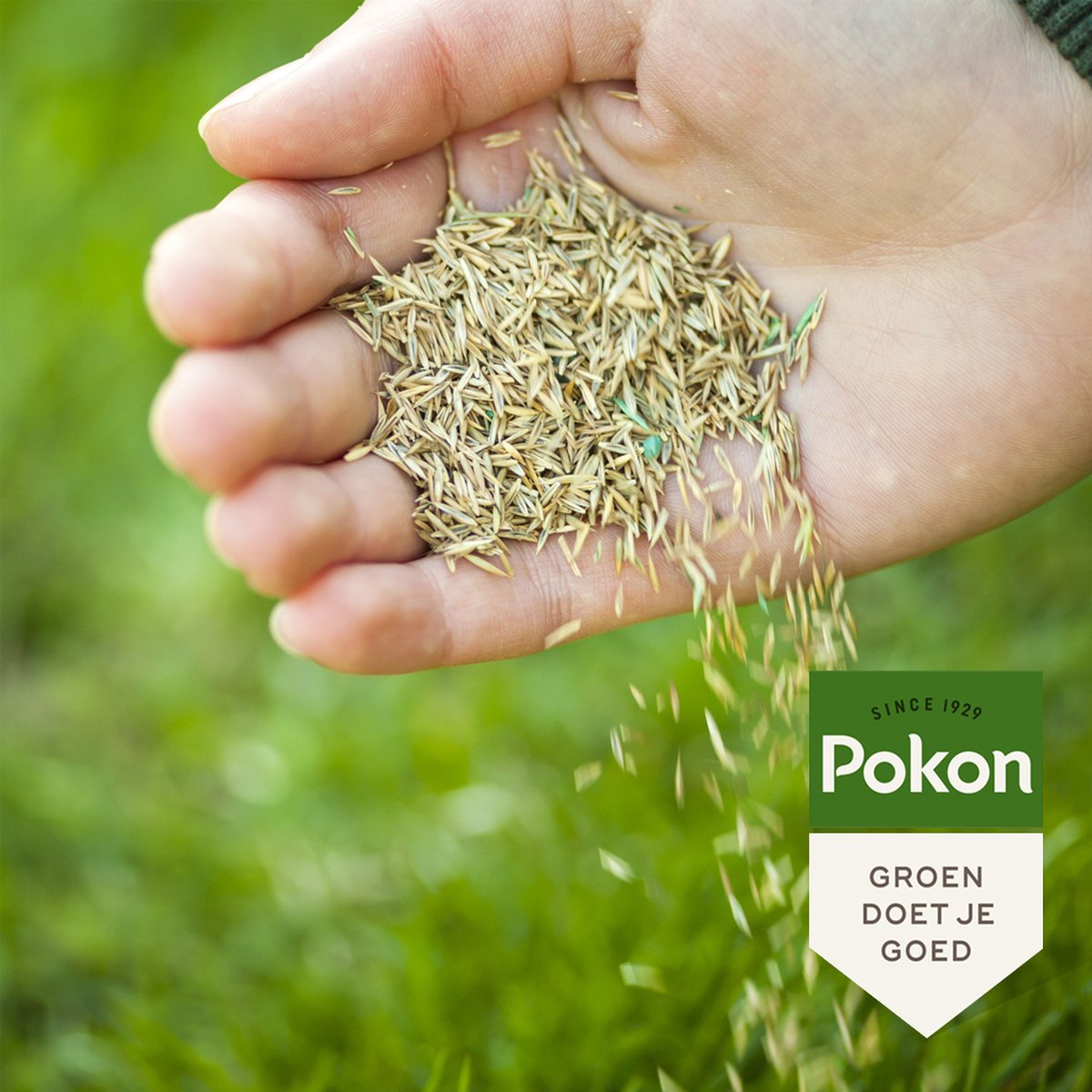 Pokon Graszaad Inzaai 1 kg, Voor 50 m²