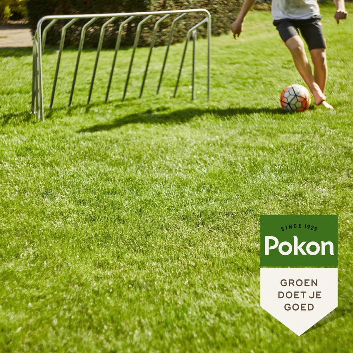 Pokon Graszaad Inzaai 1 kg, Voor 50 m²