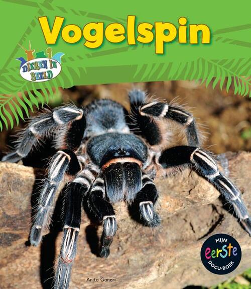 Vogelspin