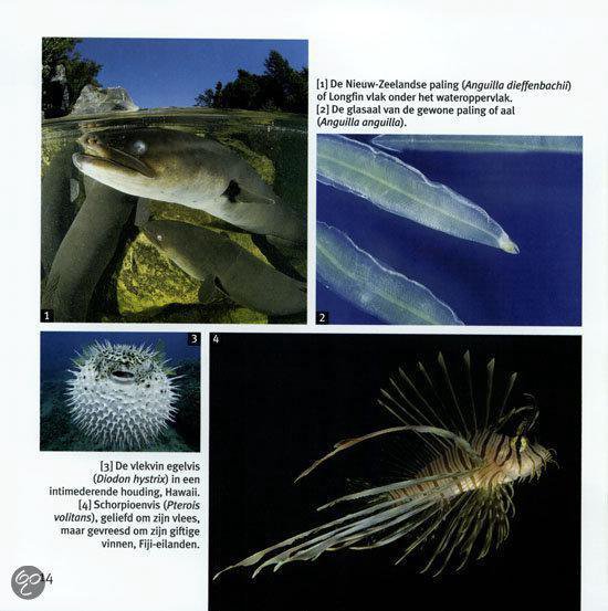 Vissen en walvissen - 1001 foto's