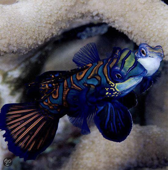 Vissen en walvissen - 1001 foto's