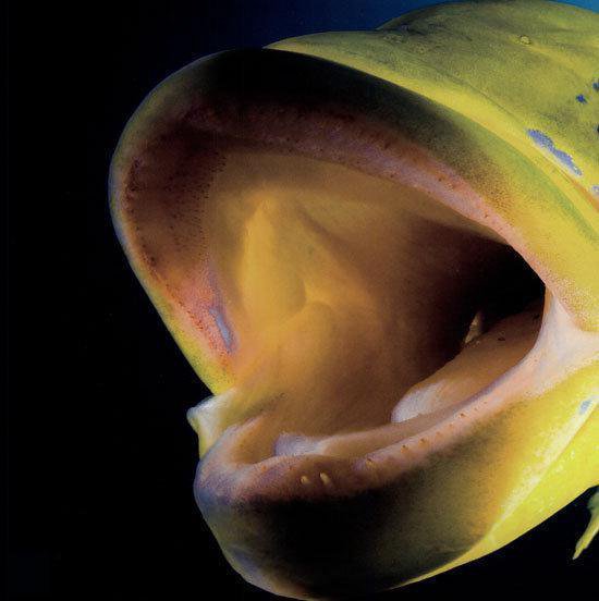 Vissen en walvissen - 1001 foto's