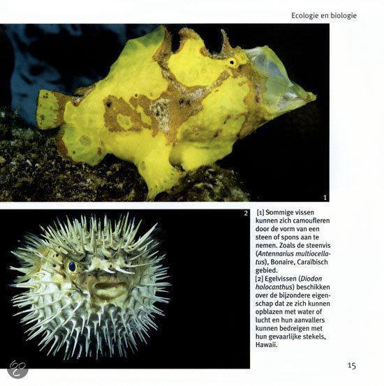 Vissen en walvissen - 1001 foto's