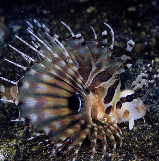 Vissen en walvissen - 1001 foto's