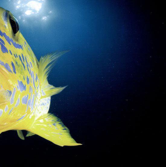 Vissen en walvissen - 1001 foto's