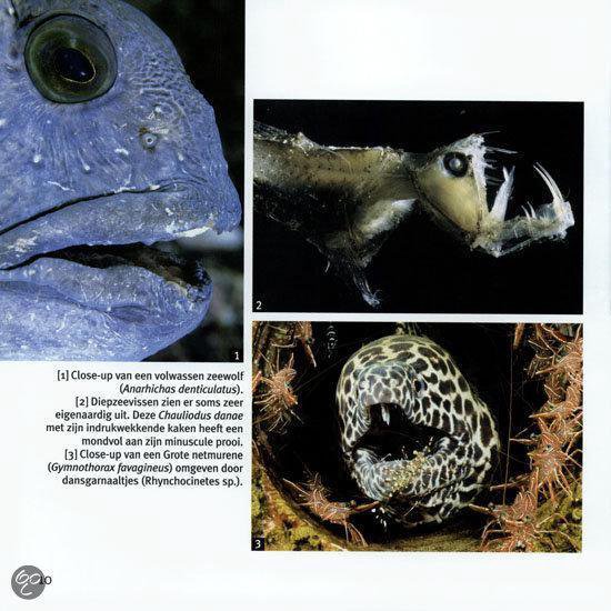 Vissen en walvissen - 1001 foto's