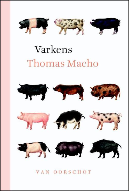 Varkens