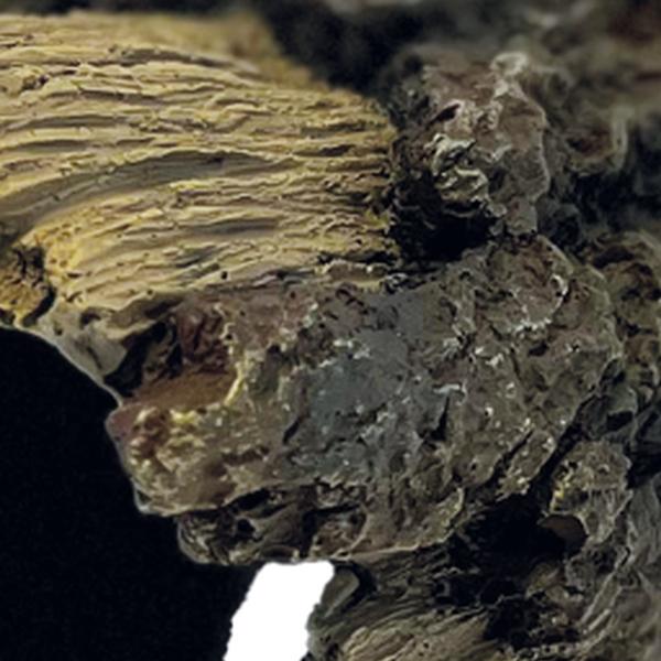 Repto Aquadistri deco wood home m Repto Aquadistri - Aquadistri