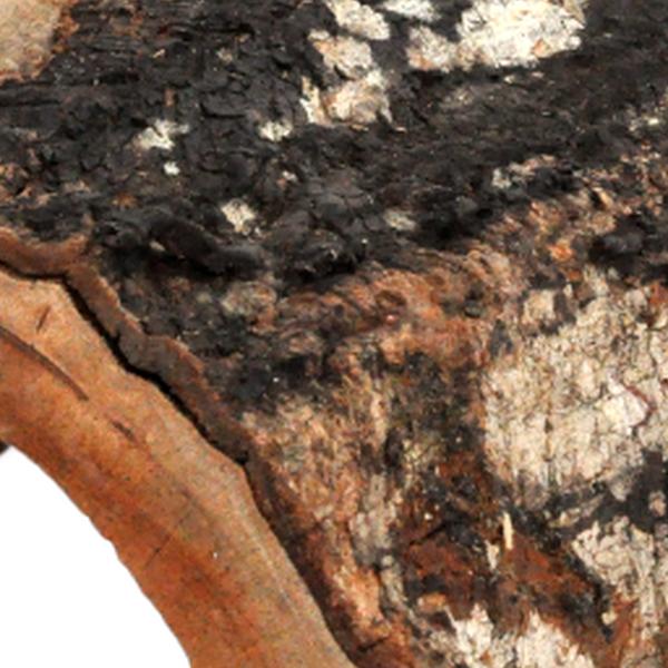 Habistat Aquadistri jungle schuilplaats groot Habistat Aquadistri - Aquadistri