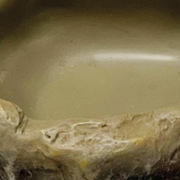 Repto Aquadistri deco waterschaal xs Repto Aquadistri - Aquadistri