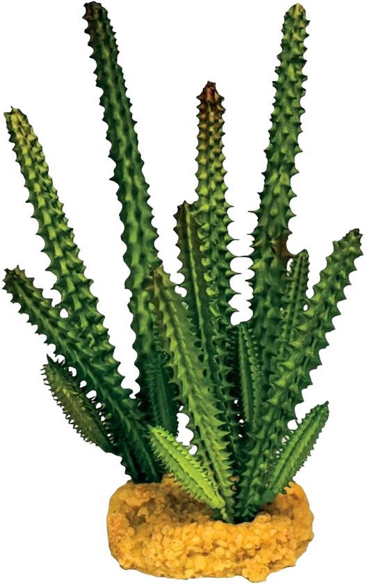 Plant cactus needle green Repto - Repto
