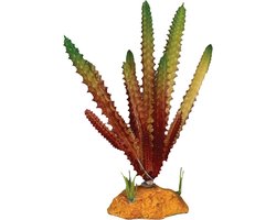 Plant cactus needle red Repto - Repto