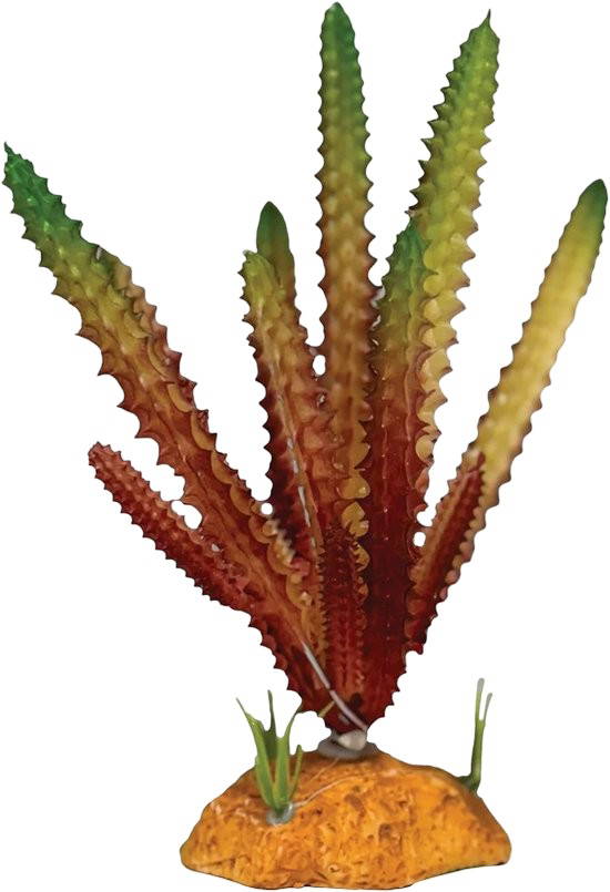 Plant cactus needle red Repto - Repto