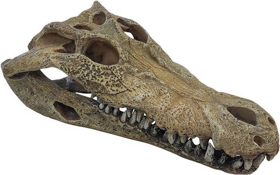 Deco crocodile l Repto - Repto