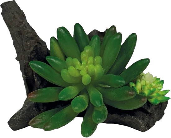 Plant succulent on deco Repto - Repto