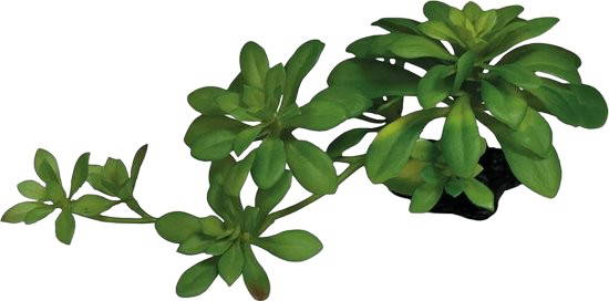 Plant succulent green xl Repto - Repto