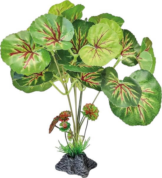 Plant standing round leaves Repto - Repto