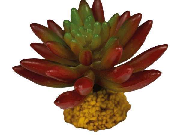 Plant succulent red Repto - Repto