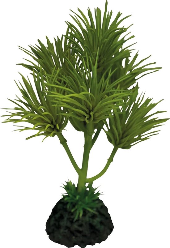 Plant cactus palm Repto - Repto