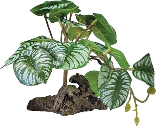 Plant on deco begonia Repto - Repto