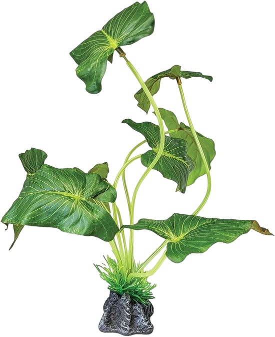 Plant standing elephant ear Repto - Repto