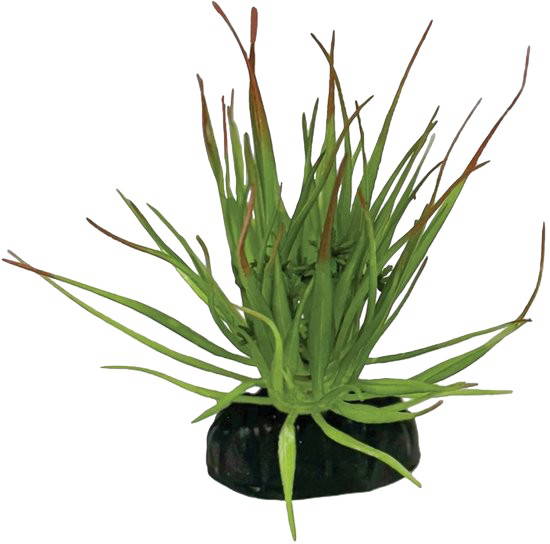 Plant tillandsia ion Repto - Repto