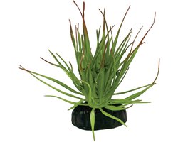 Plant tillandsia ion Repto - Repto