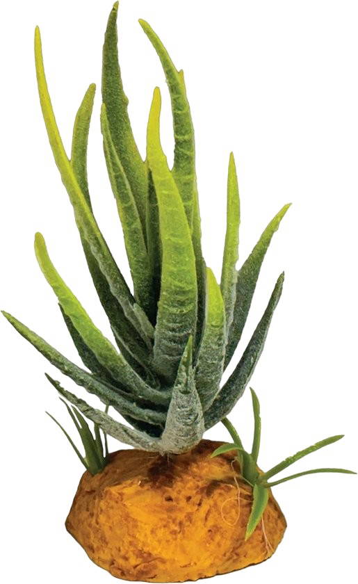 Plant aloe green Repto - Repto