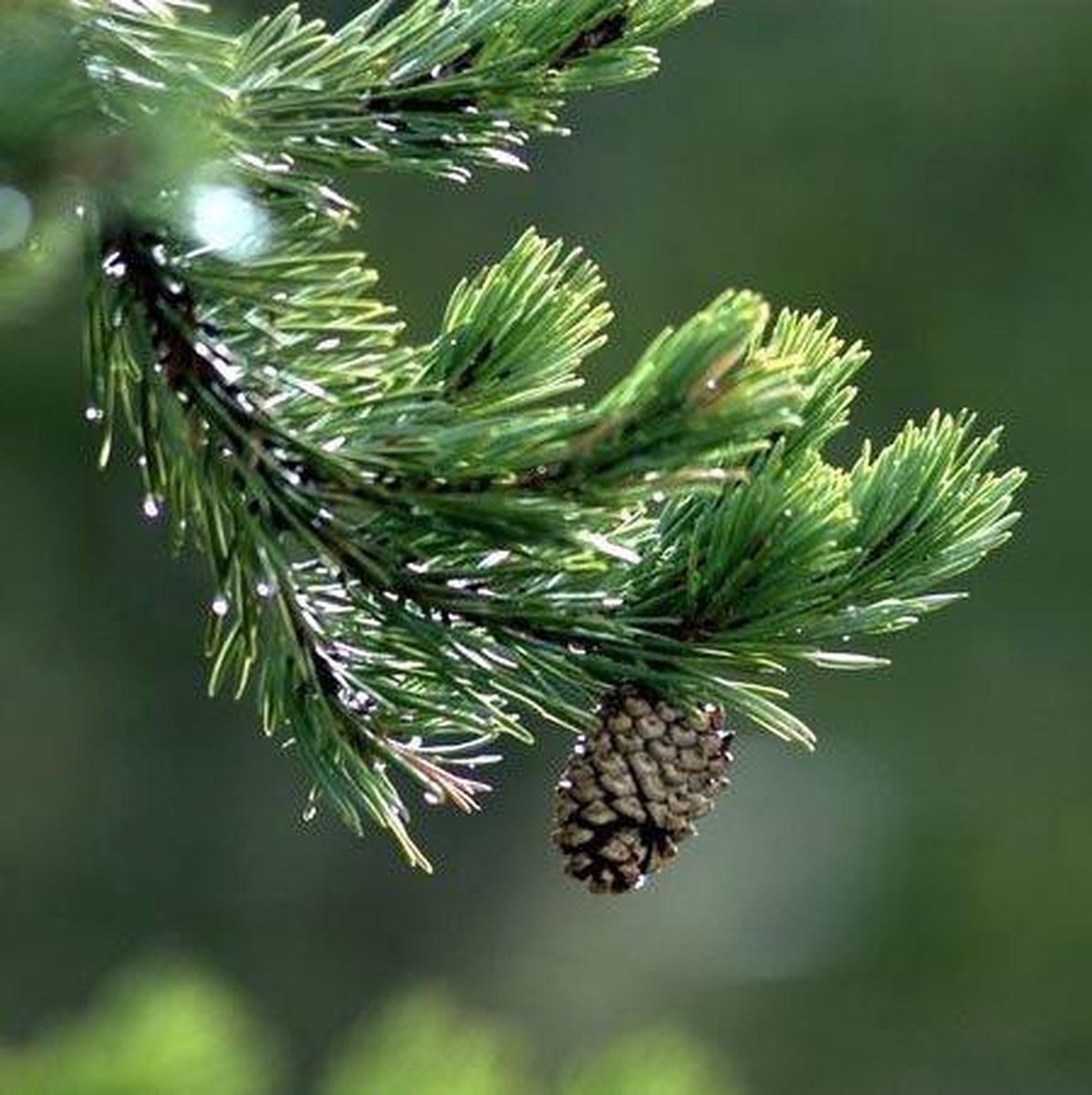 Aromed E.o. Dennennaald Bio