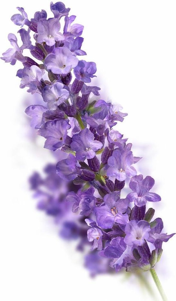 Kneipp Badschuim Lavendel 400ml