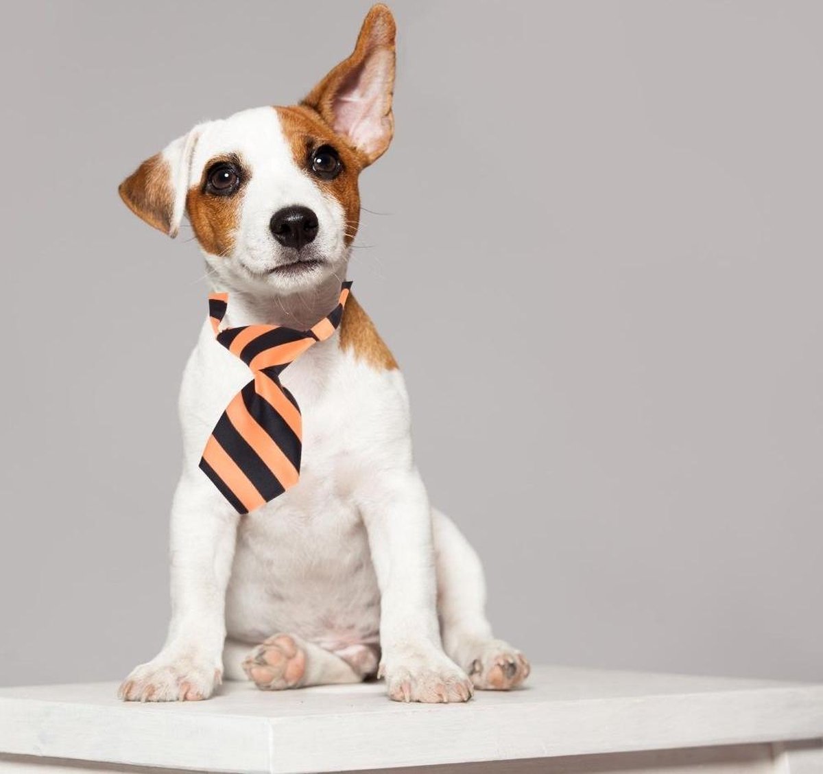 Orange85 Hondenhalsband met Das 3 stuks - Oranje