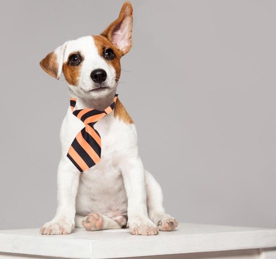 Orange85 Hondenhalsband met Das 3 stuks - Oranje