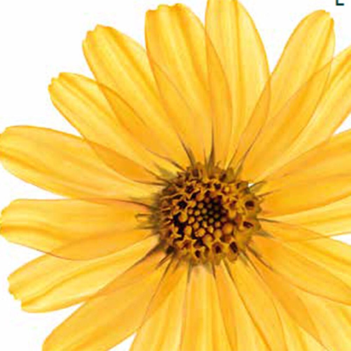 Kneipp Badolie Spieren Arnica 100ml