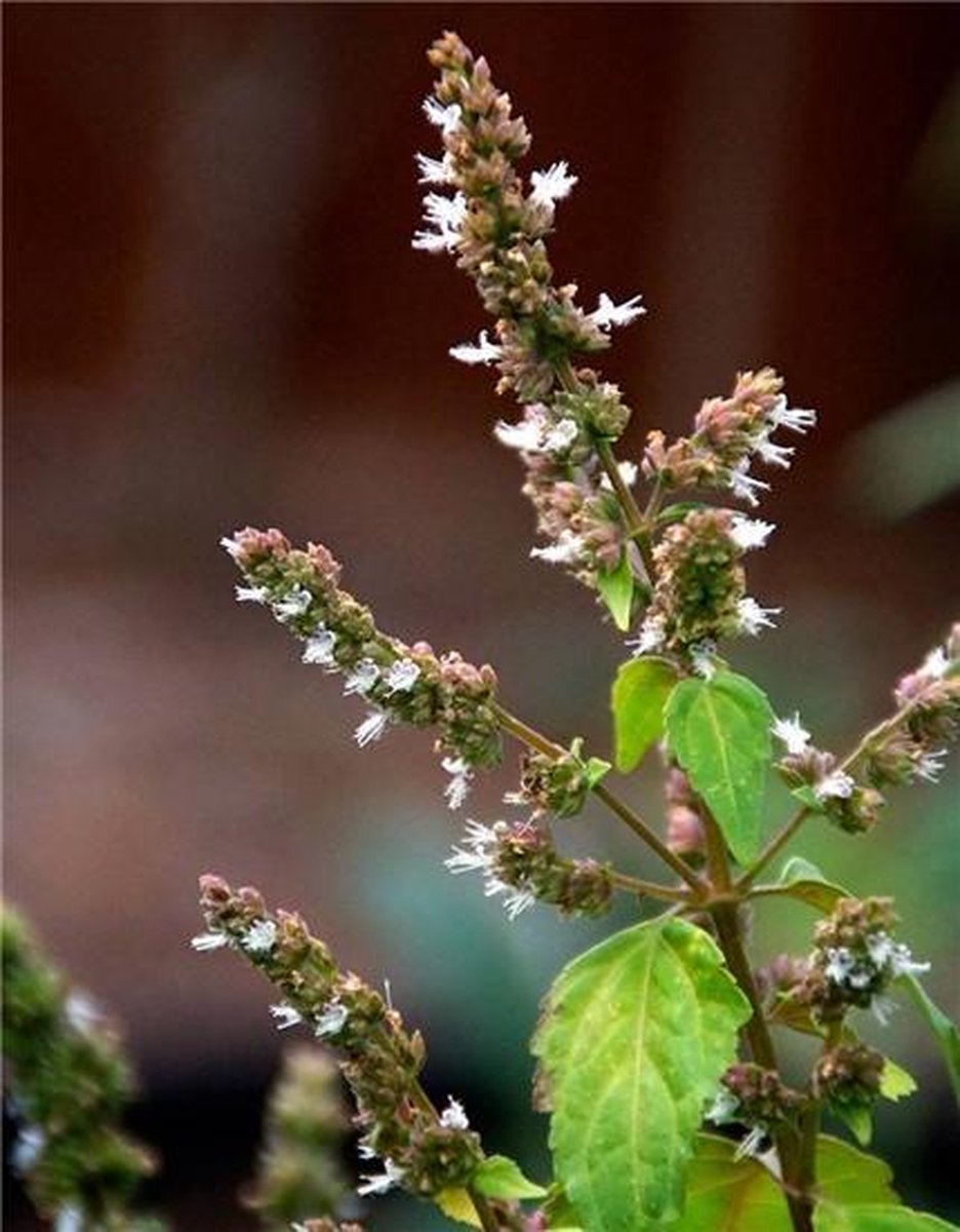 Marcel Green Soap Handzeep Patchouli Cranberry Pomp 500ml