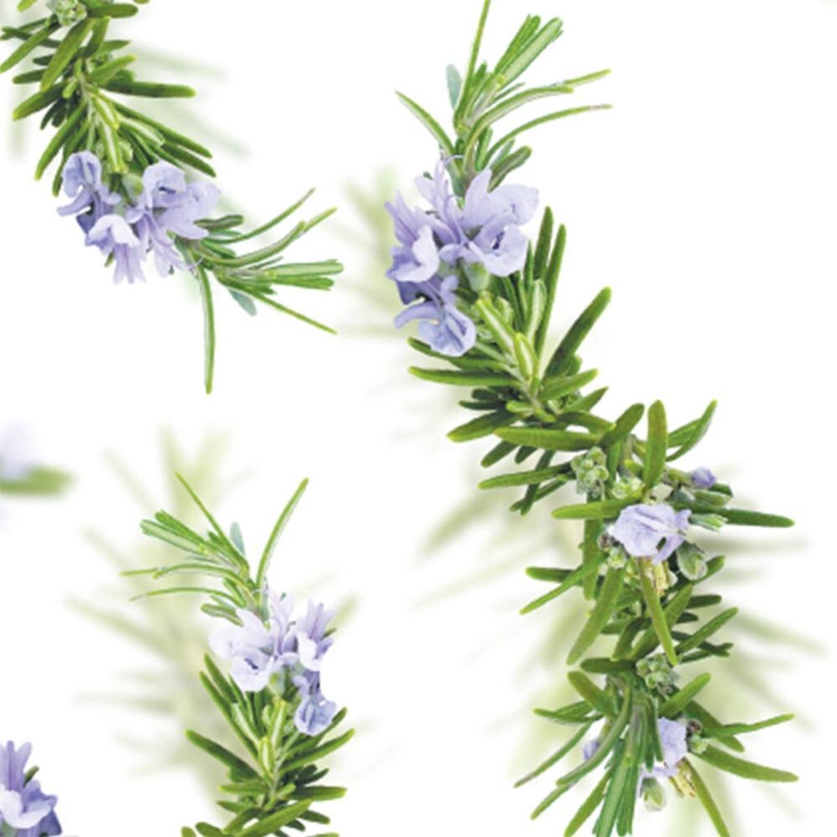 Kneipp Badoliemarijn 100ml - Roze