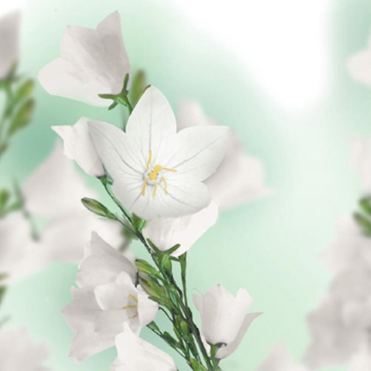 Kneipp Badolie Patchouli 100ml