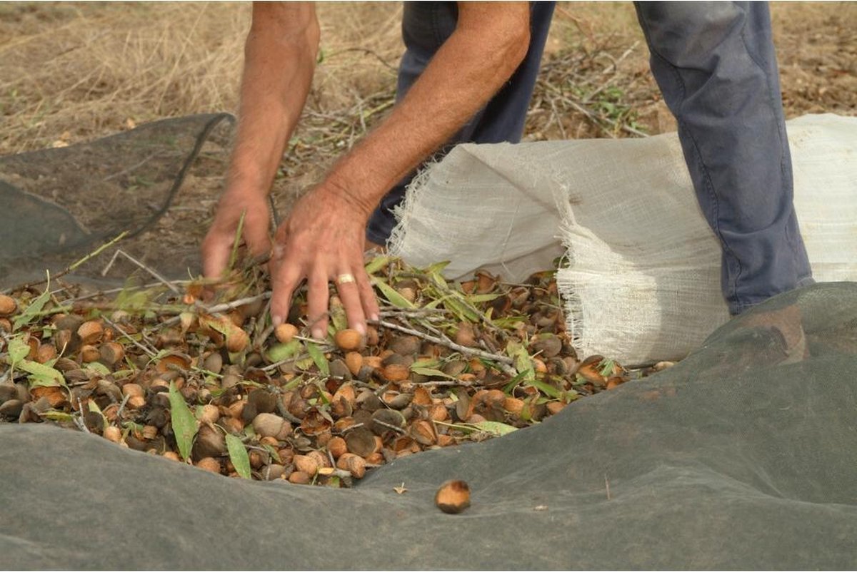 Weleda Amandel Verzachtende Gezichtsolie 50ml