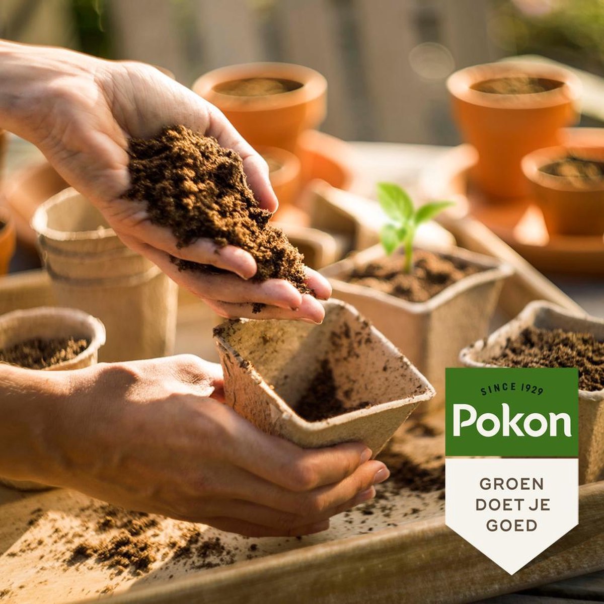 Pokon stekpoeder 25gr