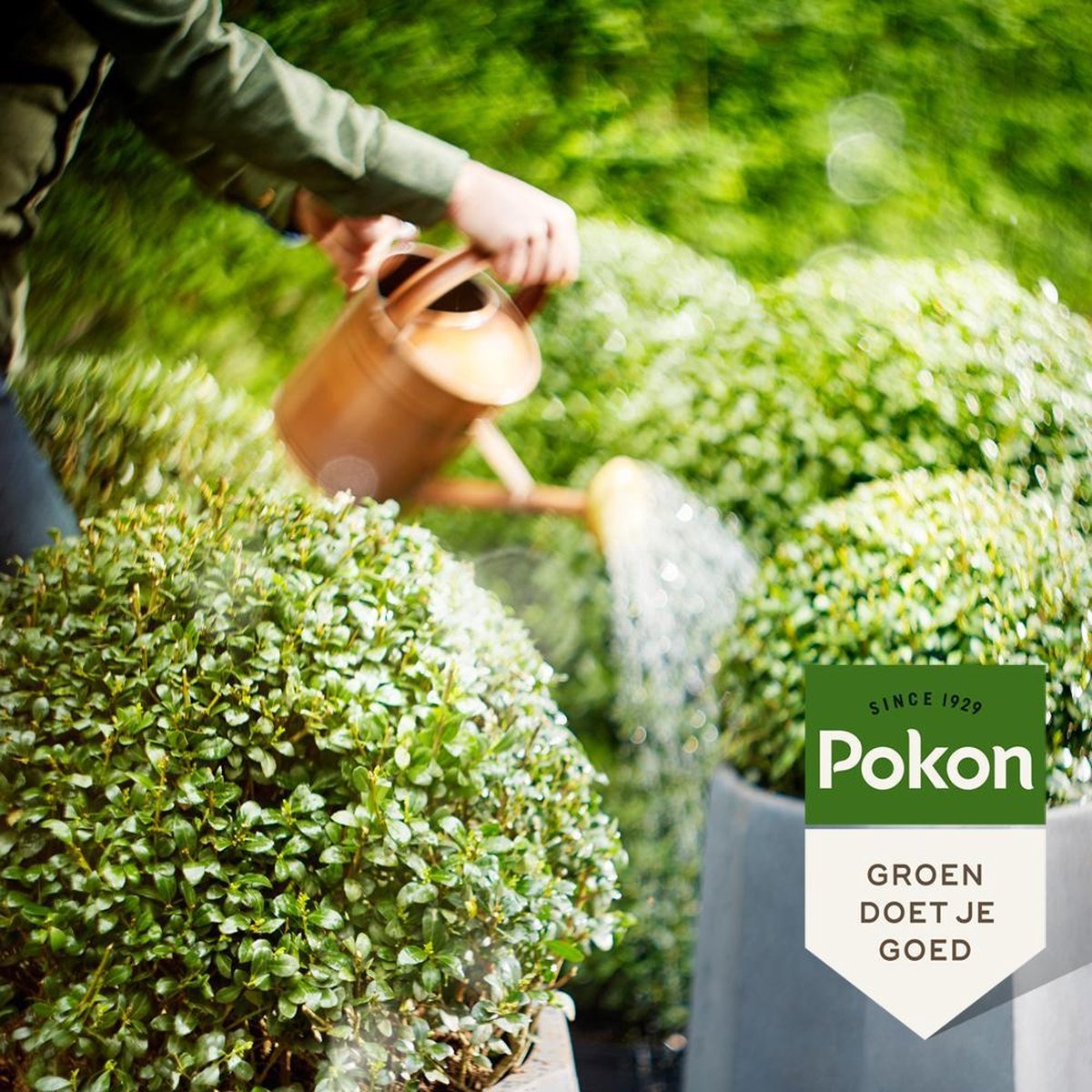 Pokon Buxus & Ilex Mest 1kg