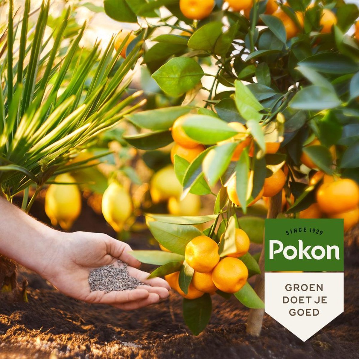 Pokon Mediterrane Planten Voeding 1kg