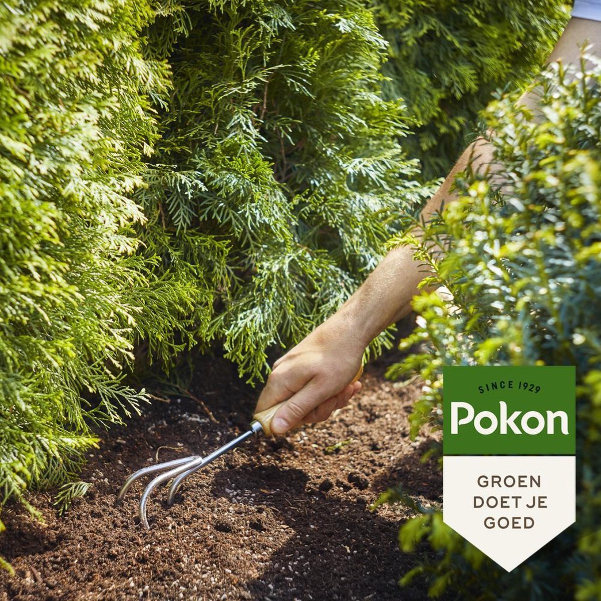 Pokon Conifeer&Taxus Mest 1kg