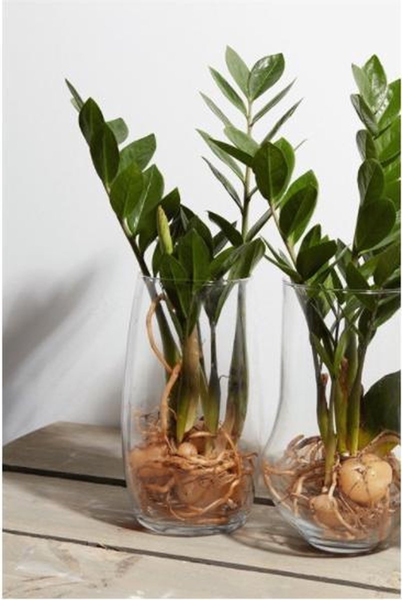 Bellatio Design Transparante Home-basics Vaas/vazen Van Glas 25 X 14 Cm - Bloemen/takken/boeketten Vaas Voor Binnen Gebruik
