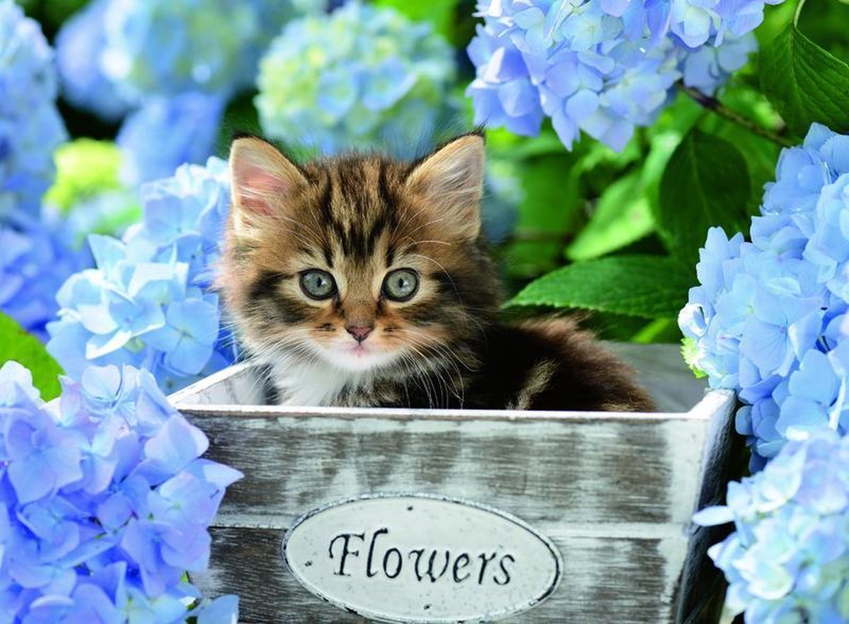 Ravensburger Puzzel Klein Katje 300 XXL Stukjes